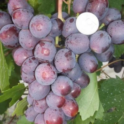 Саженцы винограда Подарок Несветая от виноградаря